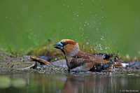 Coccothraustes coccothraustes; Hawfinch; Stenknäck