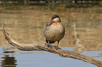 Anas erythrorhyncha; Red-billed duck; Rödnäbbad and