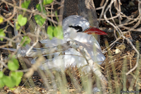Phaethon rubricauda; Red-tailed tropicbird; Rödstjärtad tropikfågel