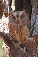 Otus madagascariensis; Torotoroka scops owl; Västlig Madagaskardvärguv