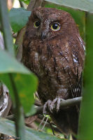 Otus rutilus; [Madagascar] Rainforest scops owl; Östlig Madagaskardvärguv