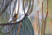 Zosterops maderaspatanus; Malagasy white-eye; Madagaskarglasögonfågel