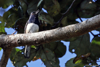 Copsychus albospecularis; Madagascar magpie-robin; Madagaskarshama
