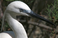 Egretta alba; Great [Common] egret; Ägretthäger