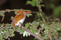 Corythornis madagascariensis; Madagascar pygmy kingfisher; Rostvit kungsfiskare