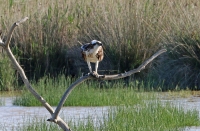 Pandion haliaetus; Osprey; Fiskgjuse