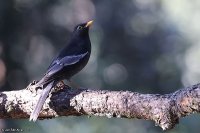 Turdus boulboul; Grey-winged blackbird; Gråvingad trast