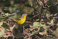 Phylloscopus xanthoschistos; Grey-hooded warbler; Gråhuvad sångare