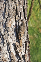 Certhia himalayana; Bar-tailed treecreeper; Himalayaträdkrypare