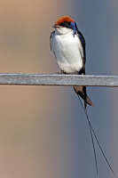 Hirundo smithii; Wire-tailed swallow; Trådstjärtad svala