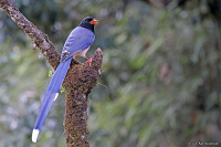 Urocissa erythroryncha; Red-billed blue magpie; Rödnäbbad blåskata
