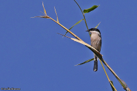 Hemipus picatus; Bar-winged flycatcher-shrike; Bandvingad skogstörnskata