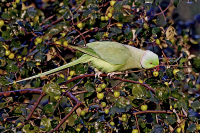 Psittacula krameri; Rose-ringed parakeet; Halsbandsparakit