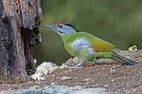 Picus canus; Grey-headed woodpecker; Gråspett