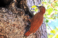 Micropternus brachyurus; Rufous woodpecker; Rostspett