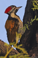 Dinopium benghalense; Black-rumped woodpecker; Svartgumpad flamspett