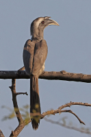 Ocyceros birostris; Indian grey hornbill; Indisk näshornsfågel