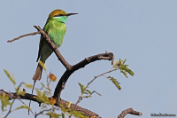 Merops orientalis; Asian [Little] green bee-eater; Orientbiätare