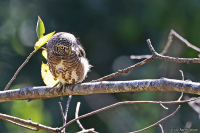 Taenioptynx brodiei; Collared owlet; Janusuggla