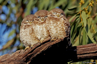 Athene brama; Spotted owlet; Brahminuggla