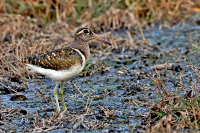 Rostratula benghalensis; Greater painted snipe; Rallbeckasin