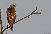 Spilornis cheela; Crested serpent-eagle; Orienthjälmörn