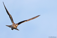 Elanus caeruleus; Black-winged kite; Svartvingad glada