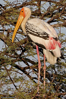 Mycteria leucocephala; Painted stork; Indisk ibisstork