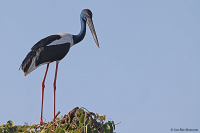 Ephippiorhynchus asiaticus; Black-necked stork; Svarthalsad stork