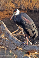Ciconia episcopus; Woolly-necked stork; Ullhalsstork