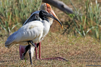 Threskiornis melanocephalus; Black-headed ibis; Orientibis