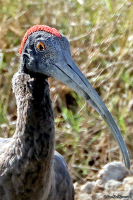 Pseudibis papillosa; [Red-naped] Indian black ibis; Brahminibis
