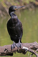 Phalacrocorax fuscicollis; Indian cormorant; Indisk skarv