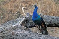 Pavo cristatus; Indian [Blue] peafowl; Påfågel
