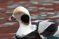 Clangula hyemalis; Long-tailed duck; Alfågel