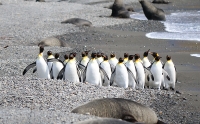 Aptenodytes patagonicus; King penguin; Kungspingvin