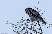 Surnia ulula; Northern hawk-owl; Hökuggla