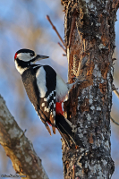 Dendrocopos major; Great-spotted woodpecker; Större hackspett