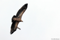 Gyps himalayensis; Himalayan vulture; Snögam