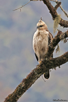 Nisaetus nipalensis; Mountain hawk eagle; Bergörn