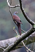 Macropygia unchall; Barred cuckoo-dove; Bandstjärtad gökduva