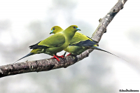Treron apicauda; Pin-tailed green pigeon; Spetsstjärtad grönduva