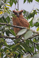 Ketupa flavipes; Tawny fish-owl; Himalayafiskuv