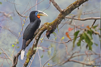 Aceros nipalensis; Rufous-necked hornbill; Rosthalsad näshornsfågel