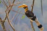 Buceros bicornis; Great hornbill; Större näshornsfågel