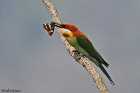 Merops leschenaulti; Chestnut-headed bee-eater; Rosthuvad-biätare