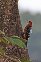 Dendrocopos hyperythrus; Rufous-bellied woodpecker; Rostbukig-hackspett