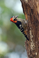Dryobates cathpharius; Crimson-naped woodpecker; Rödnackad hackspett