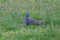 Columba palumbus; Common wood pigeon; Ringduva