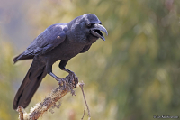 Corvus macrorhynchos; Large-billed crow; Stornäbbad kråka